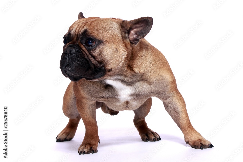 Französische Bulldogge Rüde