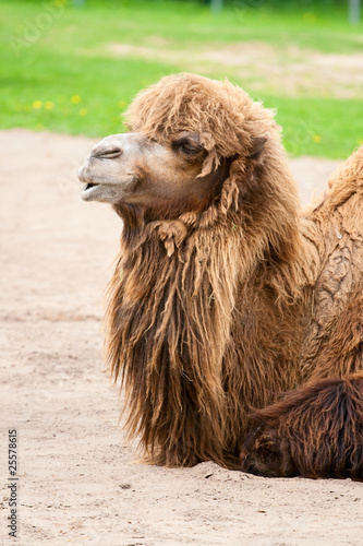 Wallpaper Mural Camel. Torontodigital.ca