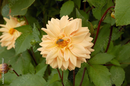 Bee
