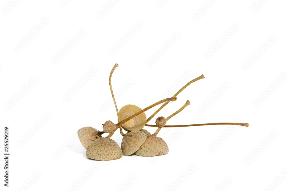 Acorn Helms