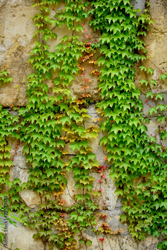 Colorful ivy leaves in Summer, gray colored wall as background. 