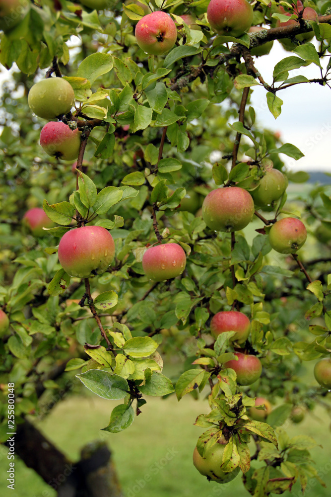 Obraz premium Apfelbaum kurz vor der Ernte
