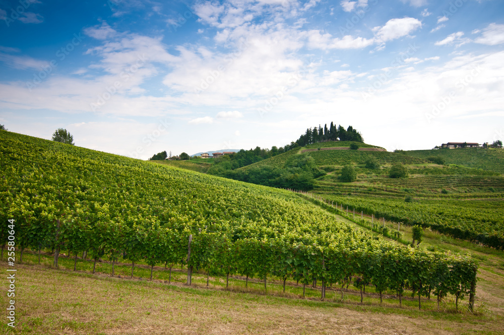 Beautiful vineyard landscape in Collio, Friuli, in Italy