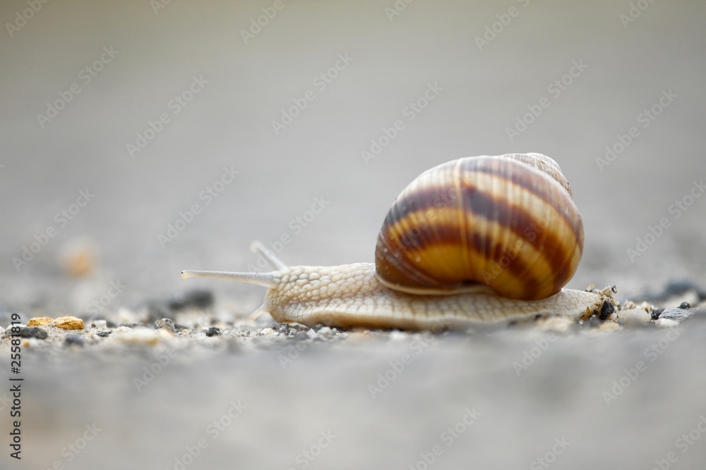 Snail Snail
