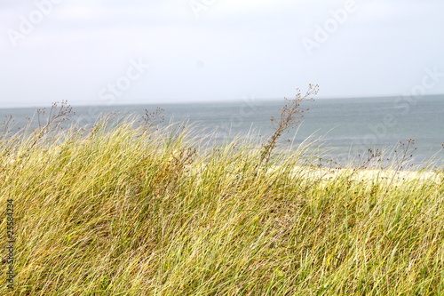 grassy beach scene