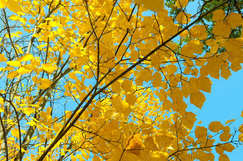 autumn leaves autumn leaves