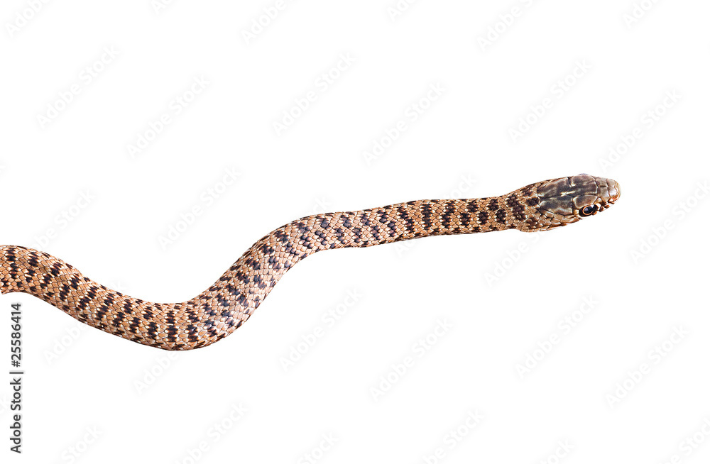 Fototapeta premium Close up of snake