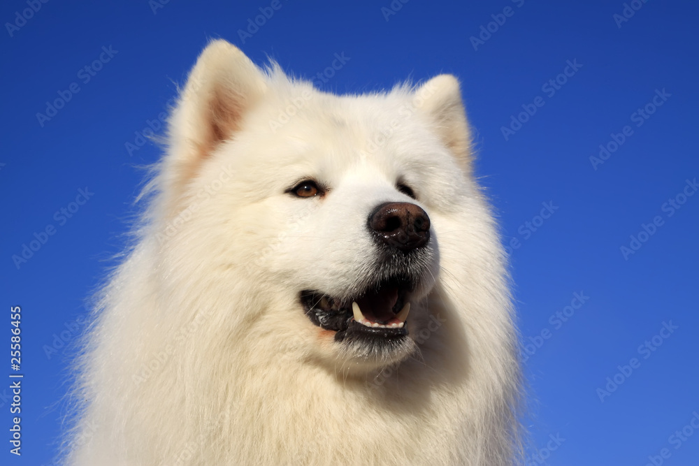 samoyed samoyed