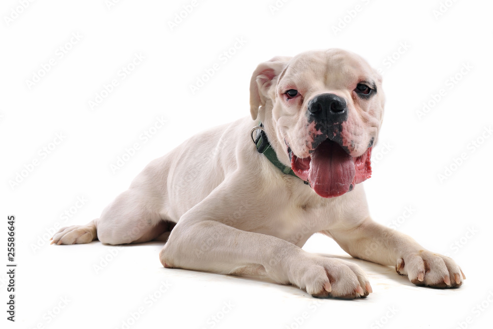 boxer blanc en studio