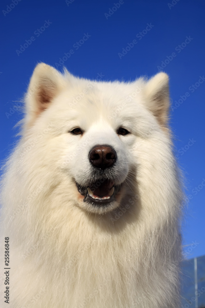 samoyed samoyed