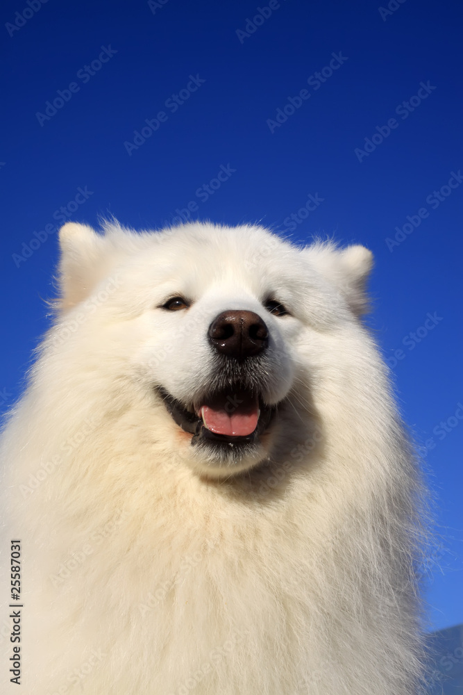 samoyed samoyed