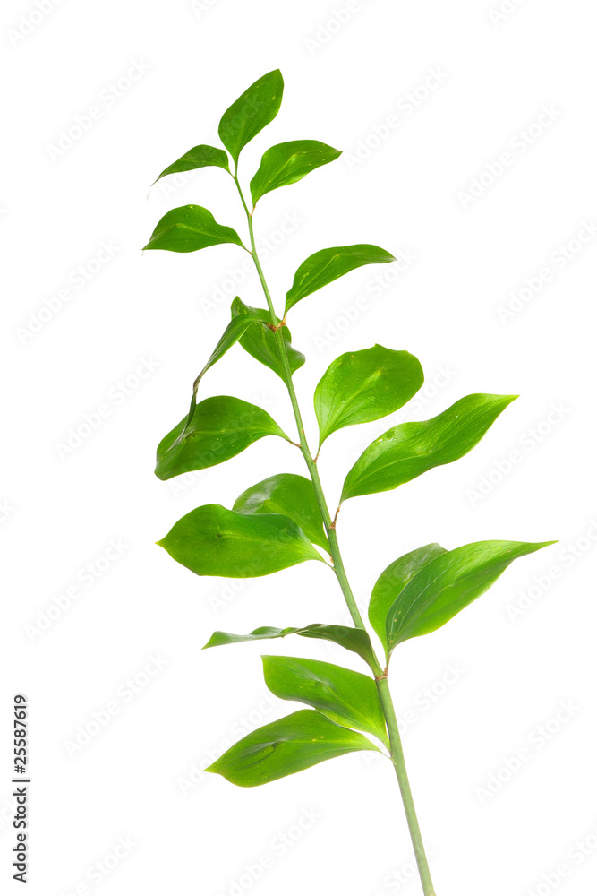 Green branch isolated