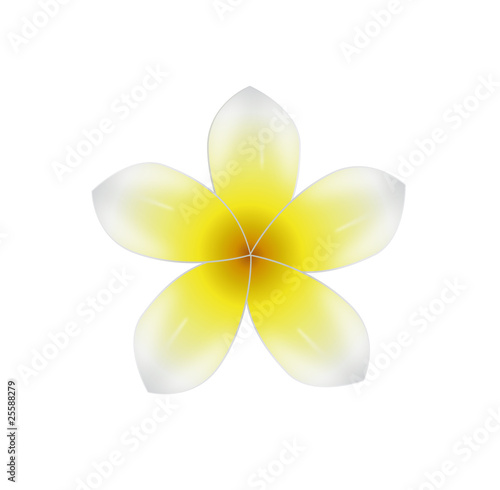 Fleur de frangipanier