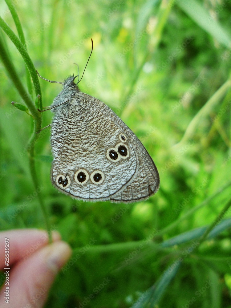 Fototapeta premium ヒメウラナミジャノメ