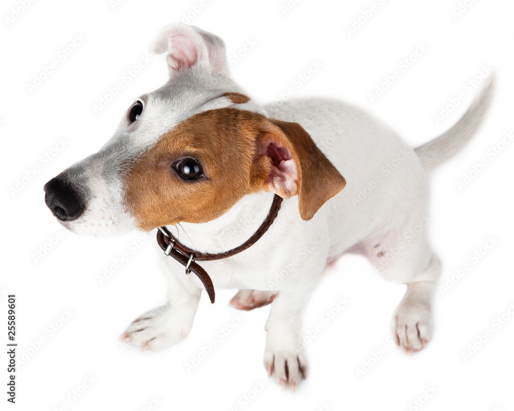 Jack Russell terrier, puppy