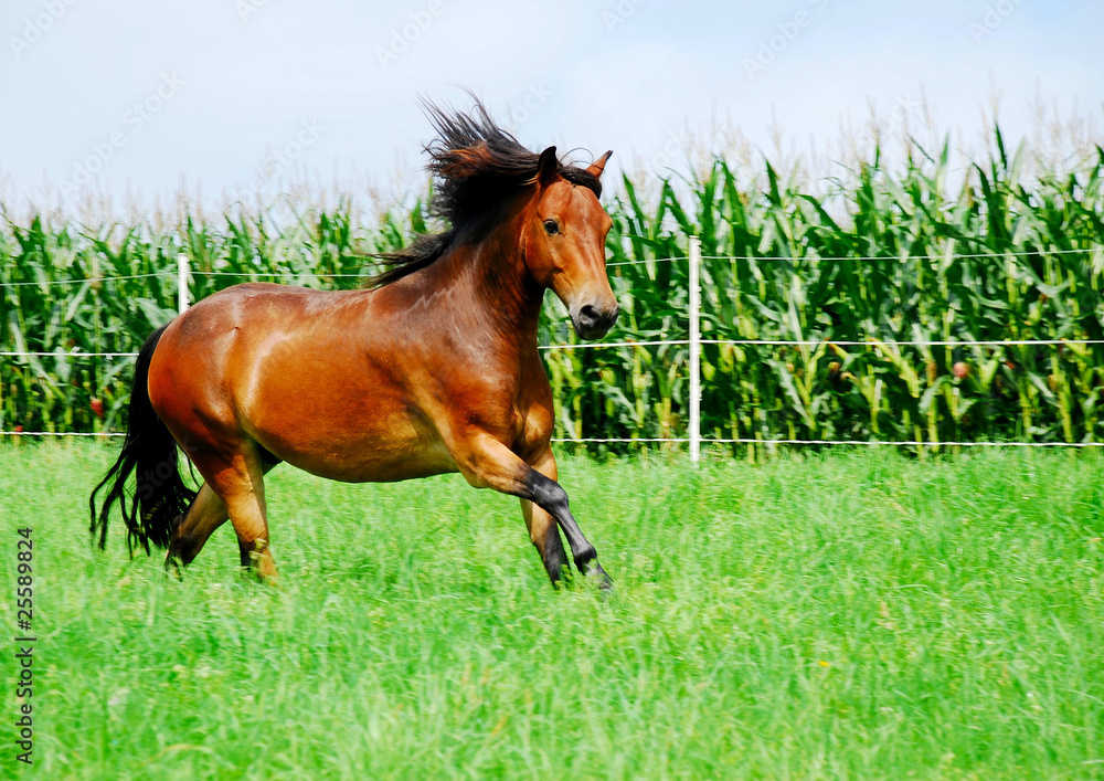 Fototapeta premium Galopp