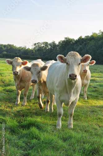 groupe de jeunes vaches © coco