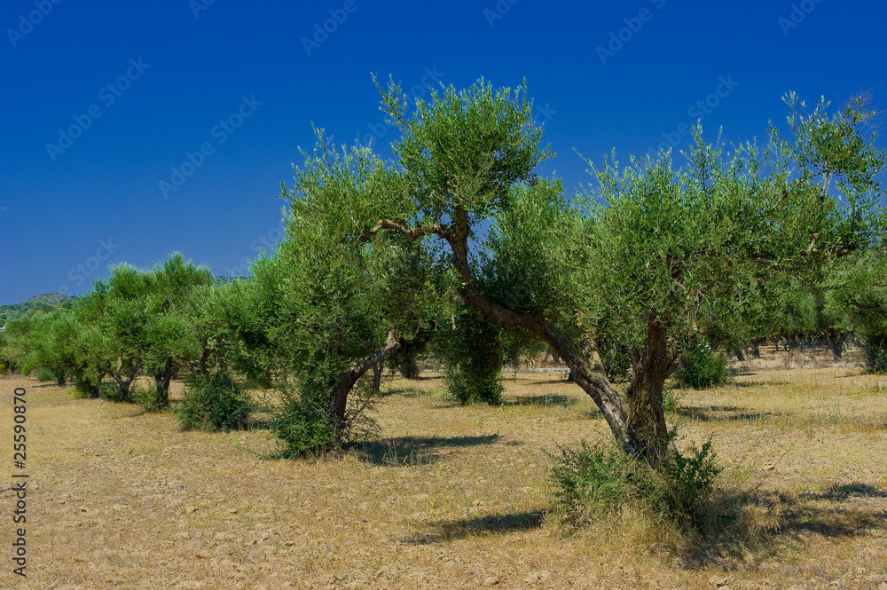 Fototapeta premium A olive grove in Zakynthos island, Hellenic Republic