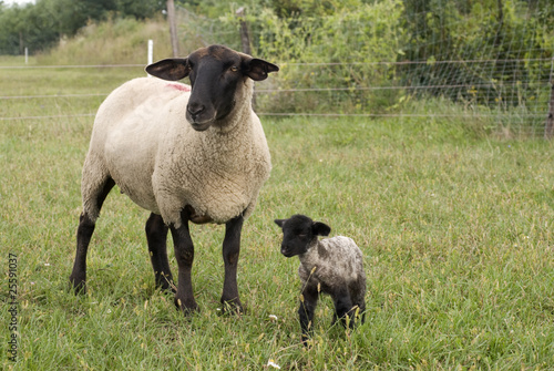 Фотография Suffolk baby sheep