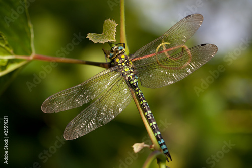 Dragonfly (Southern Hawker)