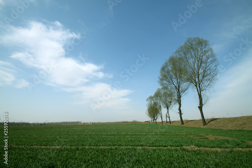 trees and the wheat fields