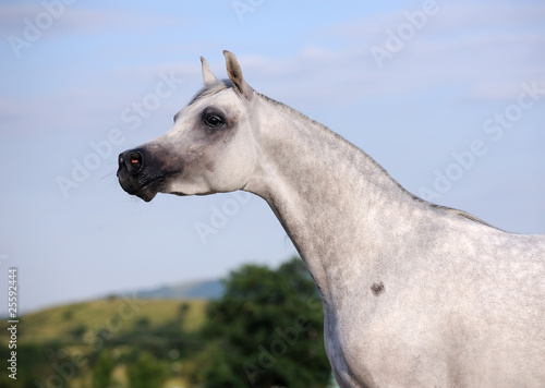portrait of beautiful gray arabian horse