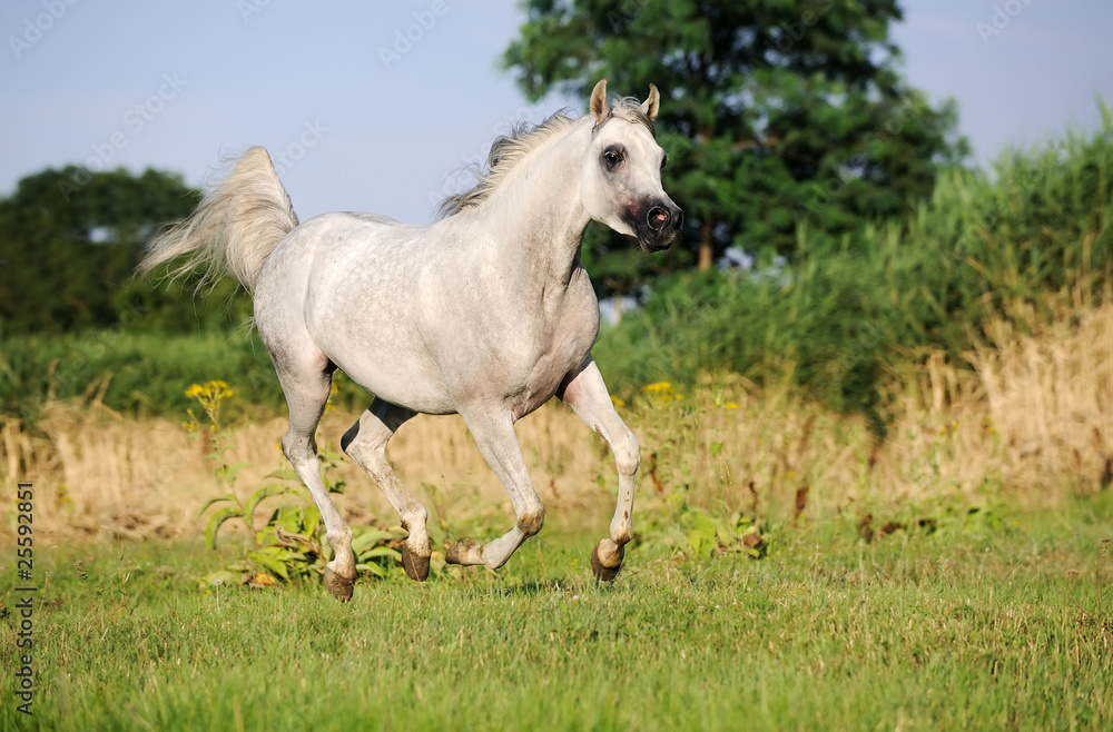 gray arabian horse running gallop on pasture gray arabian horse running gallop on pasture