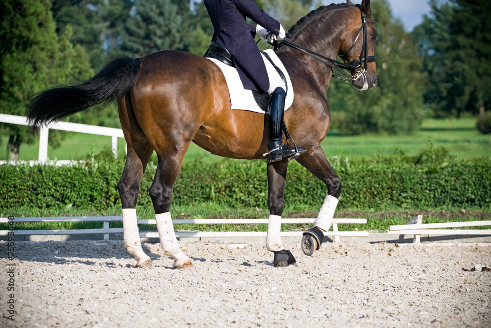 Obraz premium Horse dressage