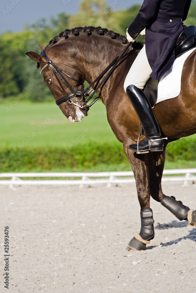 Obraz premium Horse dressage