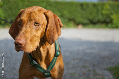 Brown Dog