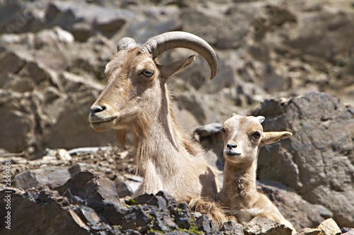Photos Barbary sheeps