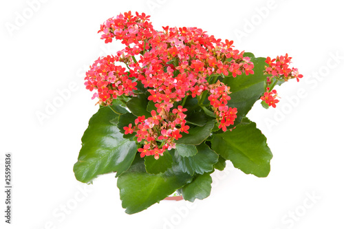 Photos pink kalanchoe plant over white background