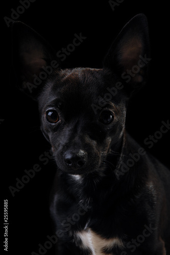 Puppy dog © Lars Christensen