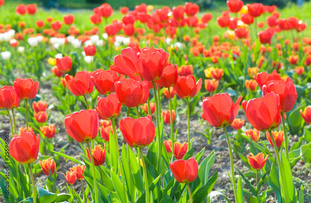 Fototapeta premium Red tulip flowers