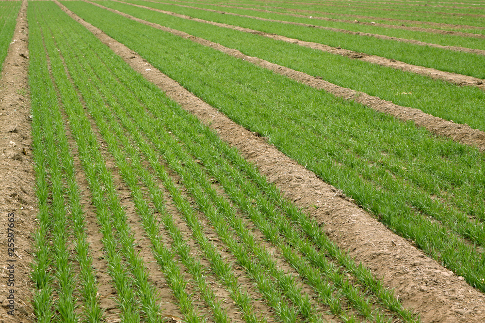 wheat field