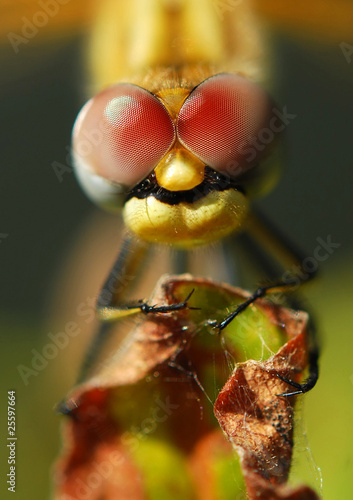 Dragonfly © Svetoslav Radkov