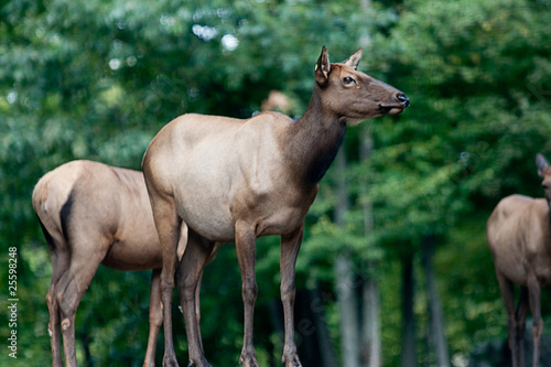 Elk © mario beauregard