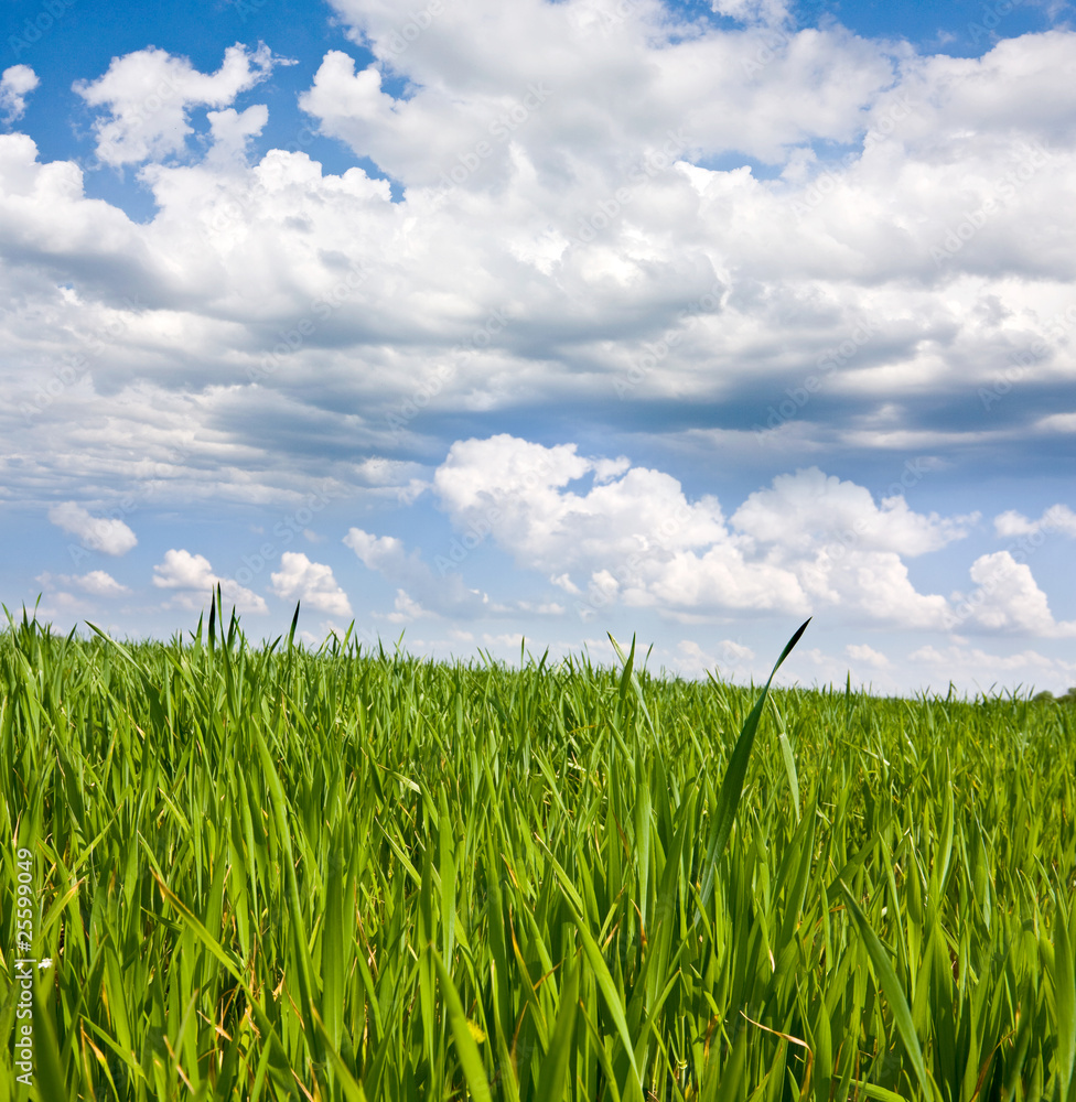 Green grass Green grass