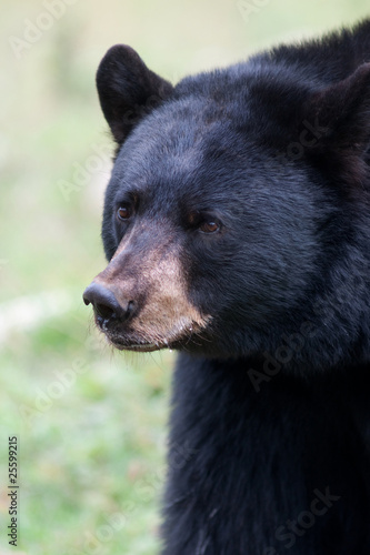 American black bear