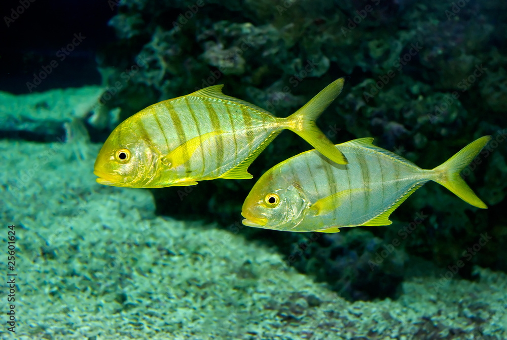 Fish Fish