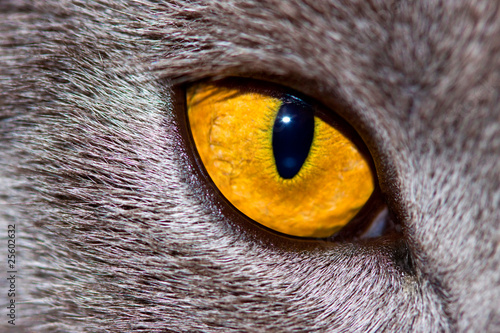 Tableau sur toile regard de felin