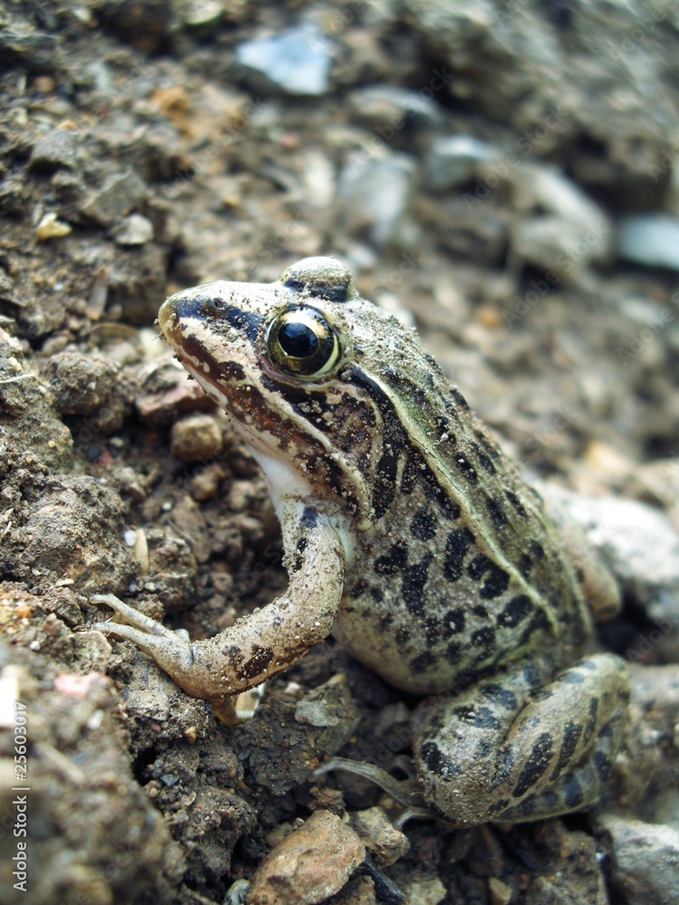 トノサマガエル トノサマガエル