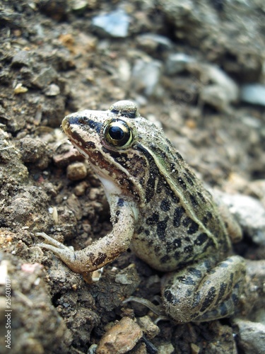 トノサマガエル