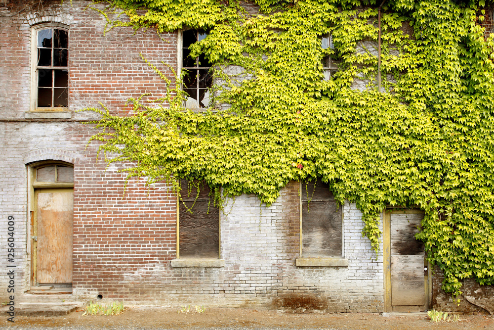 Old abandoned building covered with ivy
