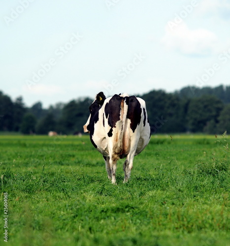 Back of a dutch cow