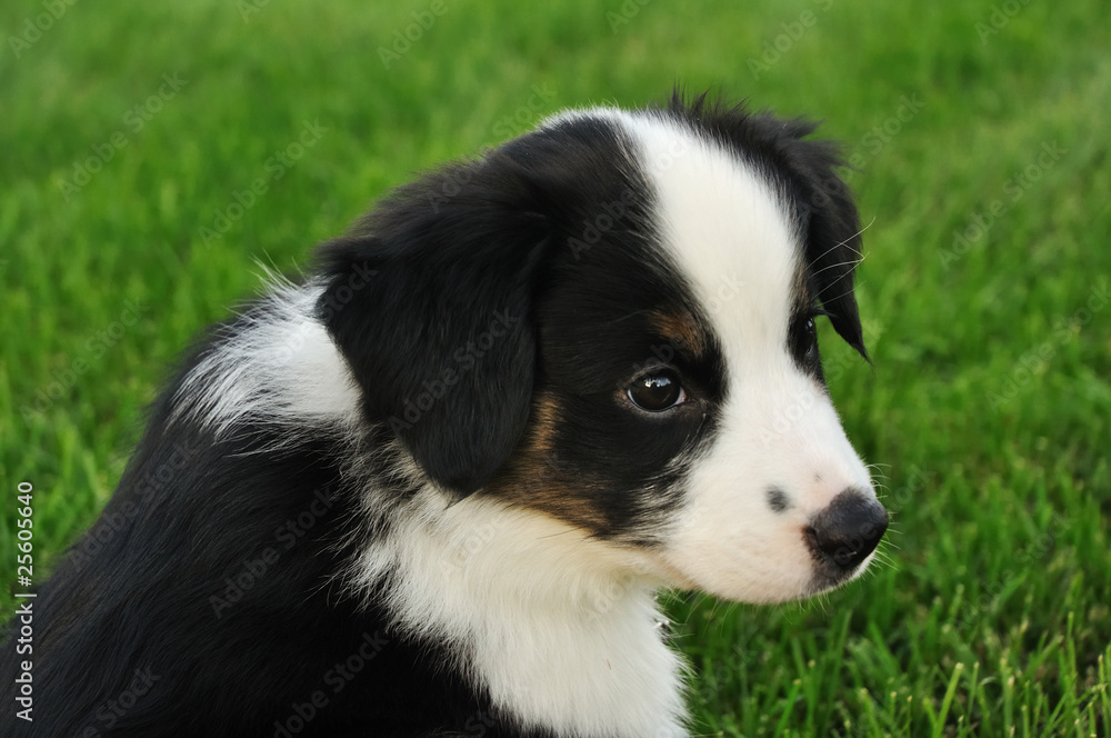 Australian Shepherd (Aussie) Puppy Australian Shepherd (Aussie) Puppy