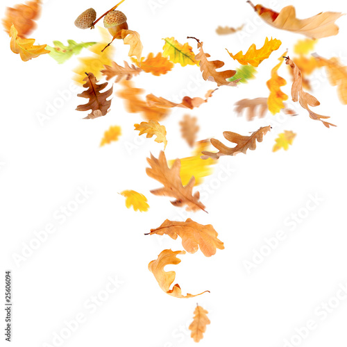 Autumn oak leaves falling and spinning isolated on white
