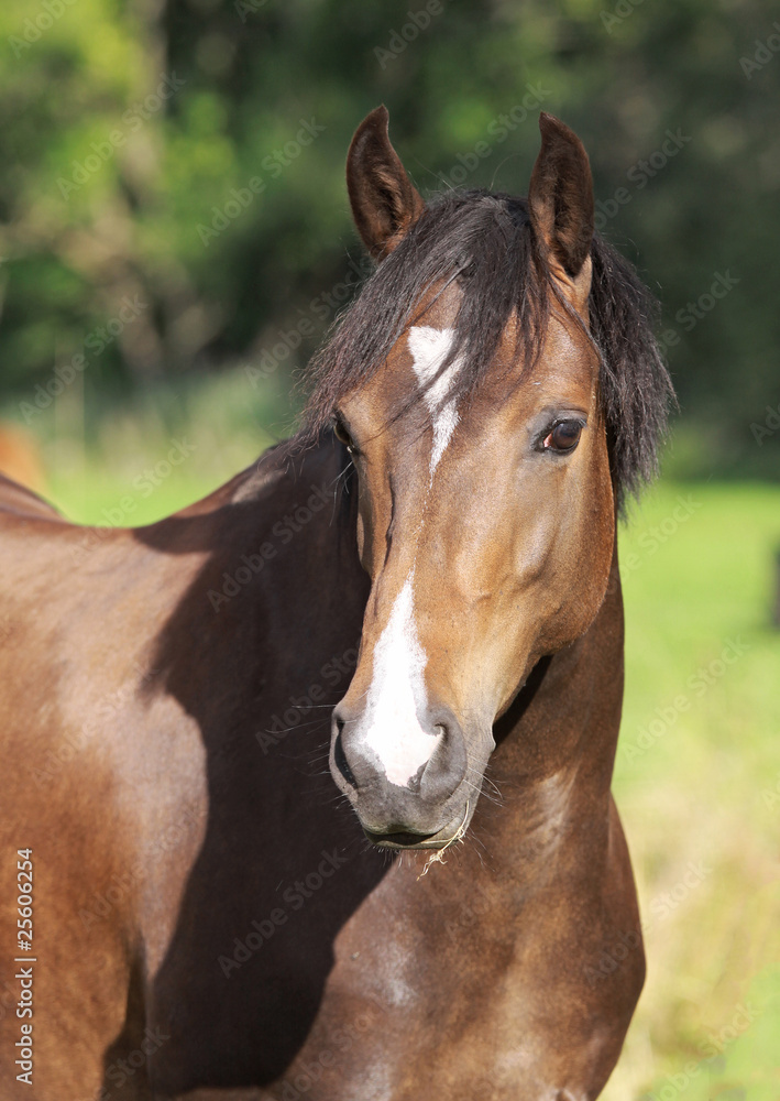 Reitpferd Reitpferd