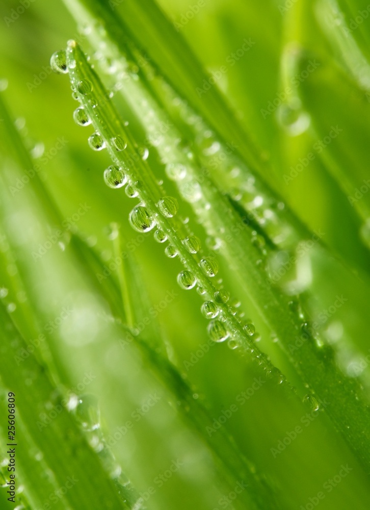 Fresh green grass with water drops on it Fresh green grass with water drops on it