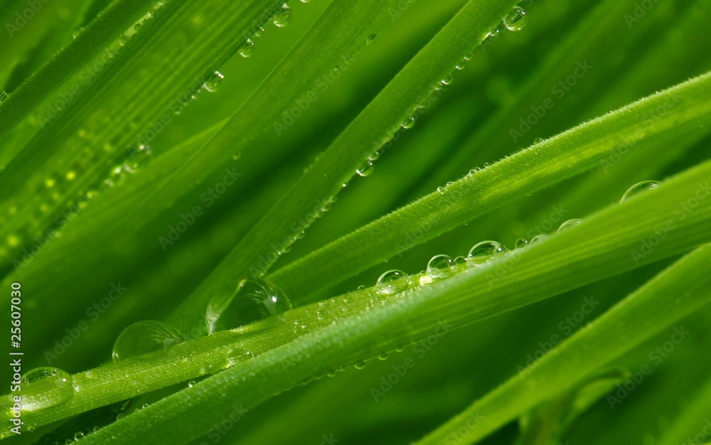 Fresh green grass with water drops on it Fresh green grass with water drops on it